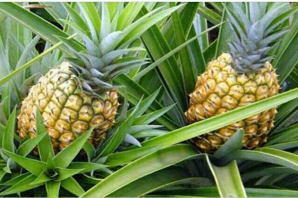 Introducen nuevas variedades de piña en Ciego de Ávila,fruto del vínculo entre la Empresa Agroindustrial Ceballos y el Centro de Bioplantas